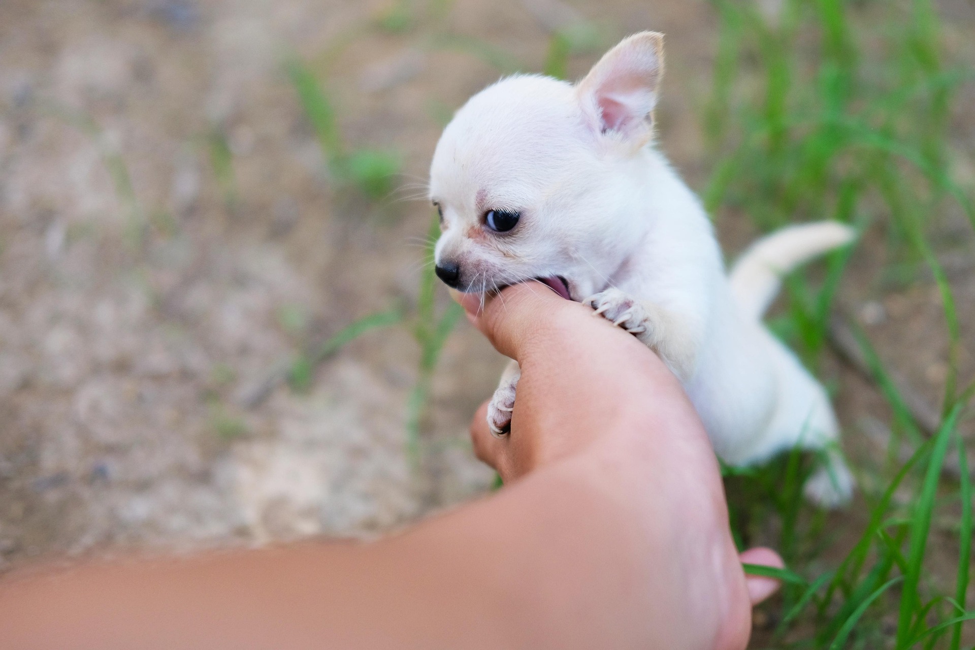 Dog bite